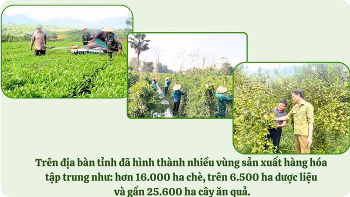 C&aacute;nh đồng n&ocirc;ng nghiệp tại L&agrave;o Cai