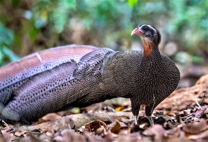 Chi tiết bộ l&ocirc;ng độc đ&aacute;o của Trĩ Sao Việt Nam