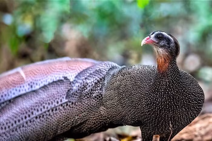 “Ma rừng” và hành trình săn tìm loài Trĩ Sao Việt Nam quý hiếm