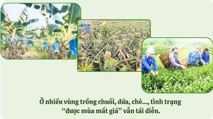 Người n&ocirc;ng d&acirc;n chăm s&oacute;c n&ocirc;ng sản