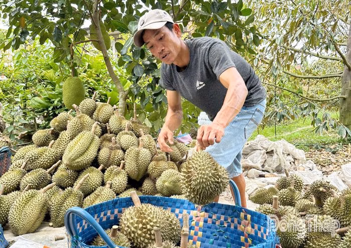 N&ocirc;ng d&acirc;n Đồng Th&aacute;p lo lắng trước t&igrave;nh trạng gi&aacute; sầu ri&ecirc;ng giảm mạnh do &aacute;ch tắc kiểm nghiệm