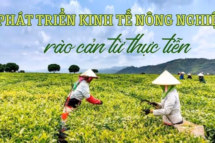 Nông nghiệp Lào Cai: Thách thức chuyển mình từ sản xuất sang kinh tế