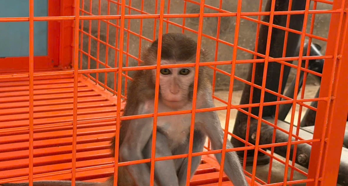 Phát hiện khỉ vàng nguy cấp bị nuôi nhốt trái phép tại Phú Thọ