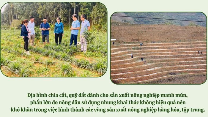 Sản phẩm n&ocirc;ng sản địa phương