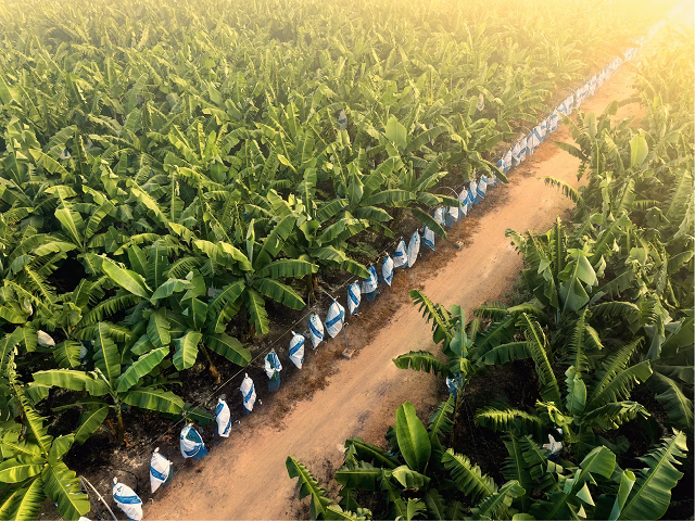 V&ugrave;ng nguy&ecirc;n liệu chuối c&ocirc;ng nghệ cao của AgriS