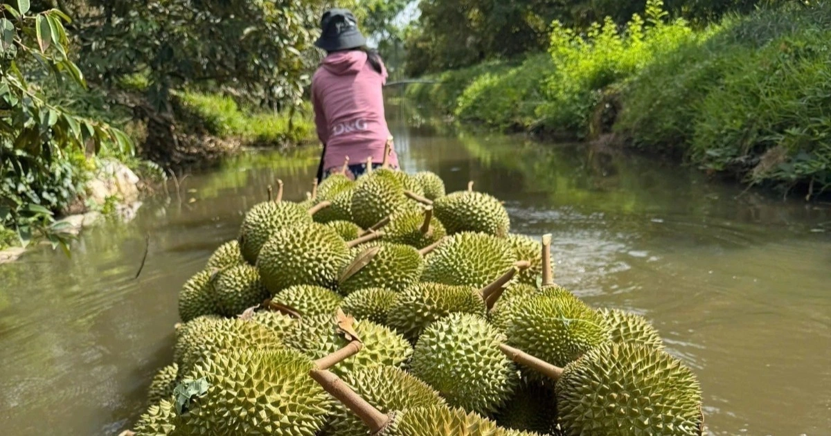 Giá sầu riêng lao dốc: “Nút thắt” Cadimi và Vàng O khiến xuất khẩu tê liệt