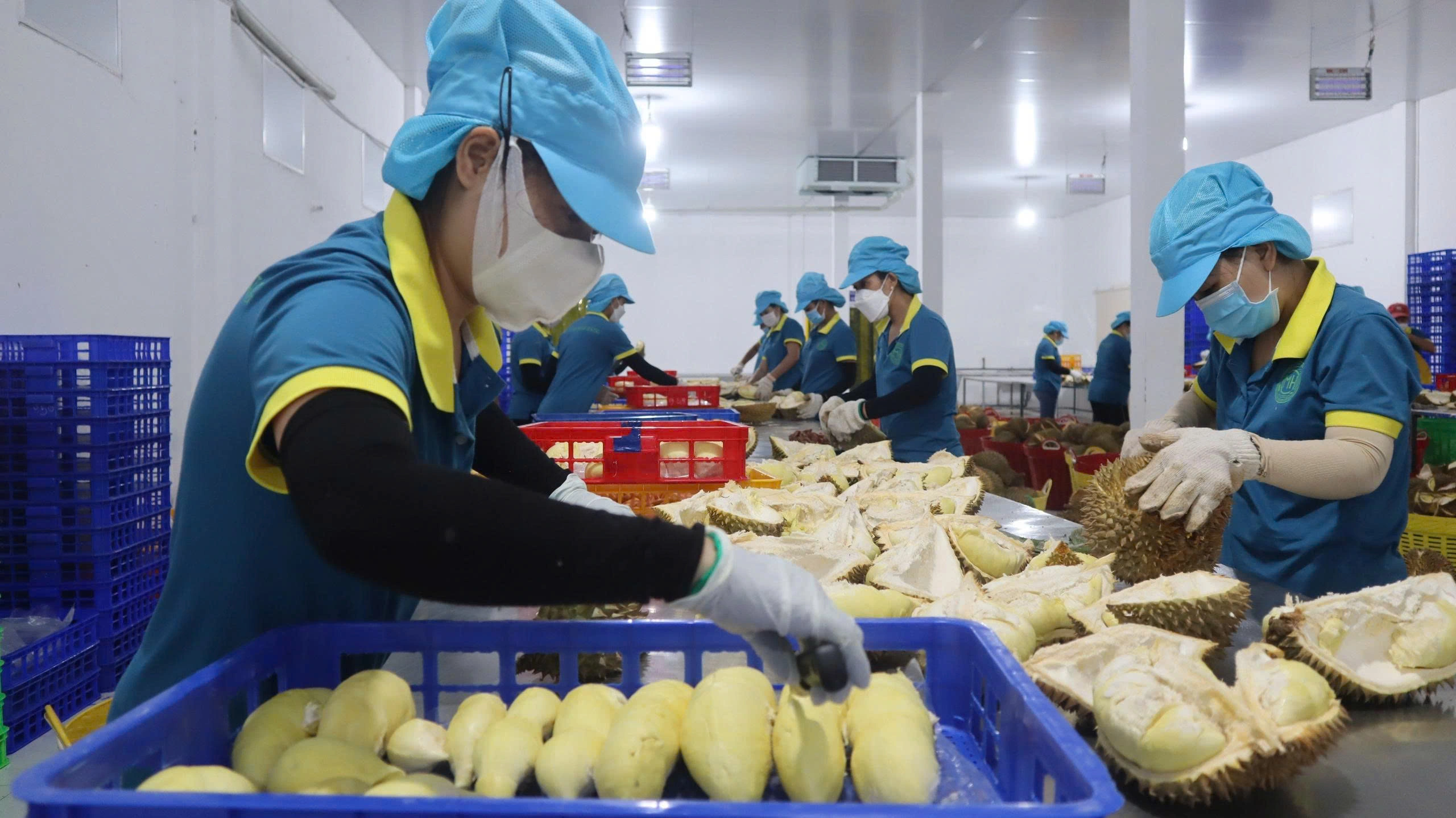 Hoạt động chế biến sầu ri&ecirc;ng xuất khẩu tại doanh nghiệp ở T&acirc;y Ninh