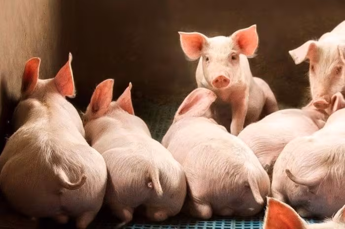 Giá heo hơi ngày 24/4/2026: Miền Nam biến động, cao nhất 69.000 đồng/kg