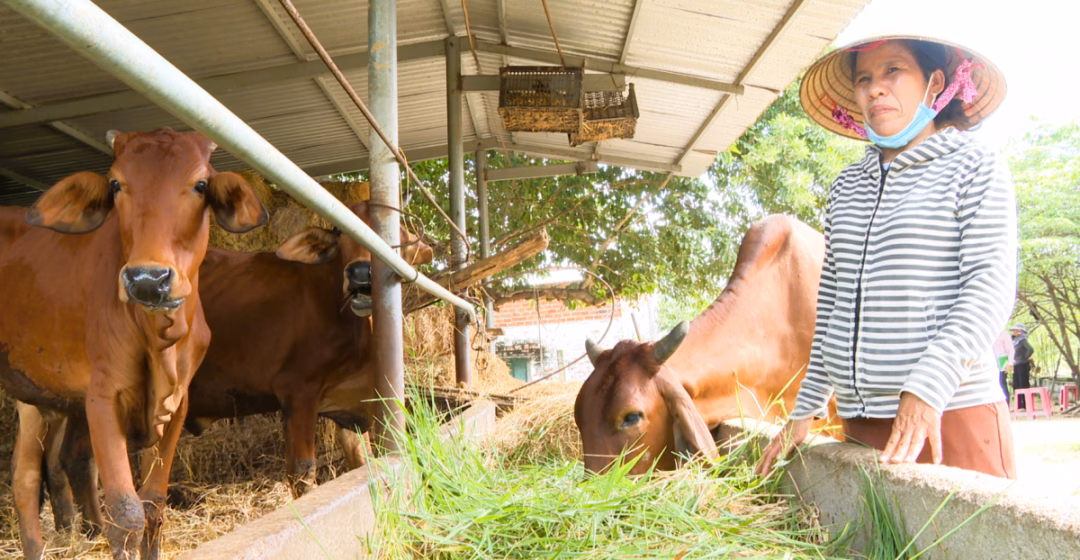 Vốn t&iacute;n dụng ch&iacute;nh s&aacute;ch tạo sinh kế bền vững cho người d&acirc;n Kh&aacute;nh H&ograve;a