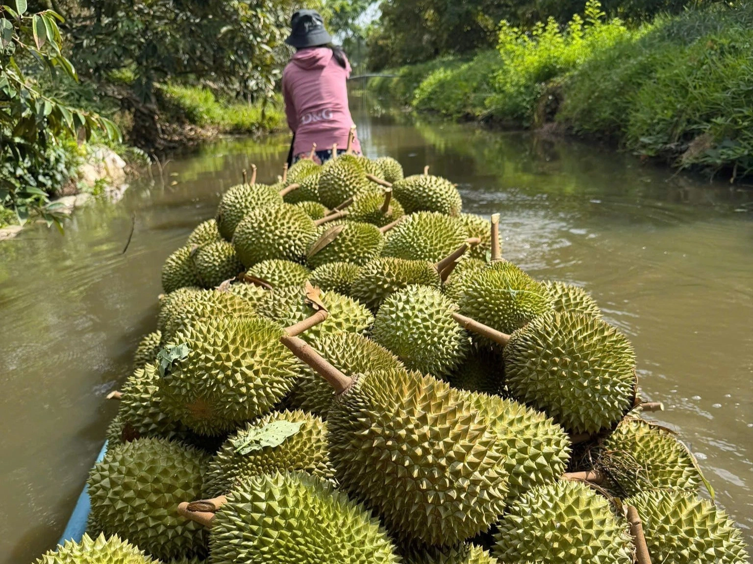 N&ocirc;ng d&acirc;n đang phải đối mặt với t&igrave;nh trạng b&aacute;n sầu ri&ecirc;ng dưới gi&aacute; vốn
