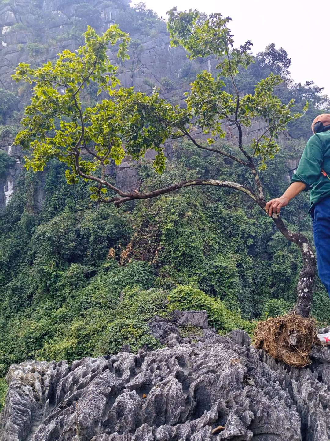 Ph&ocirc;i c&acirc;y muội hồng kh&ocirc;ng r&otilde; nguồn gốc bị tịch thu
