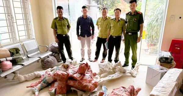 Thanh Hóa ngăn chặn hành vi vận chuyển trái phép 15 phôi cây muội hồng