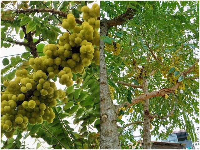 Sản phẩm ch&ugrave;m ruột đ&oacute;ng g&oacute;i cao cấp