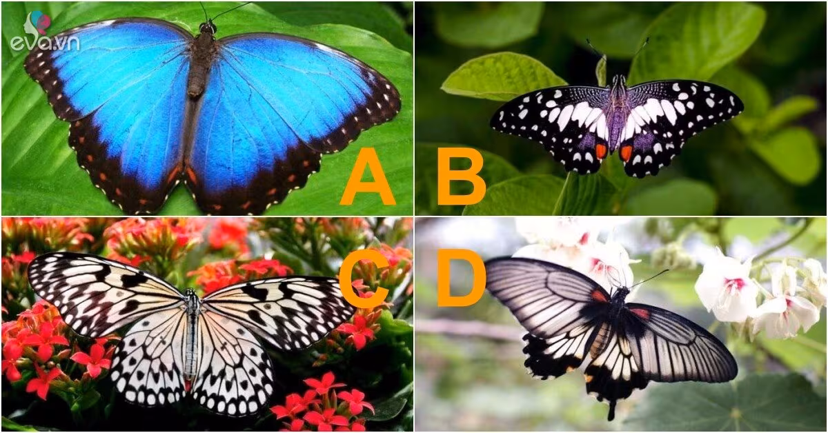 Trắc nghiệm tâm lý: Chọn hình ảnh con bướm dự đoán tương lai tình yêu của bạn
