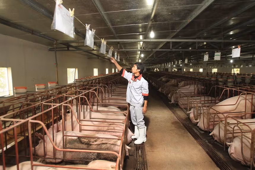 Dabaco (DBC) Q1/2026: Lợi nhuận giảm sâu, thách thức từ giá heo