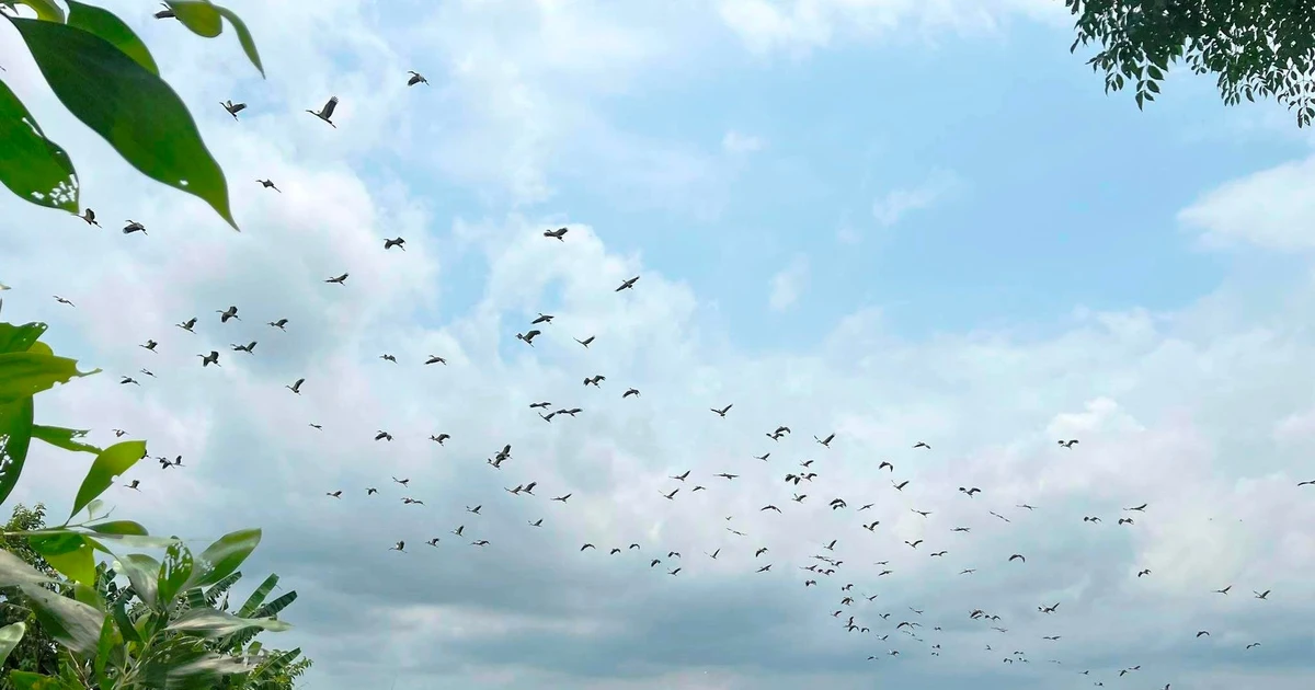 Đàn cò nhạn ‘đổ bộ’ cánh đồng Huế: Tín hiệu vui cho hệ sinh thái