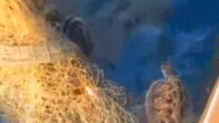 Giải cứu 2 cá thể vích nguy cấp: Lời cảnh báo về hiểm họa từ lưới thải