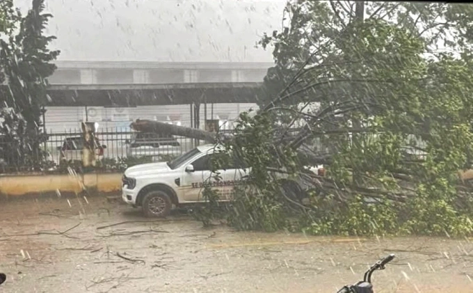 C&acirc;y xanh g&atilde;y đổ đ&egrave; l&ecirc;n &ocirc; t&ocirc; của người d&acirc;n tại x&atilde; Ngọc Li&ecirc;n.