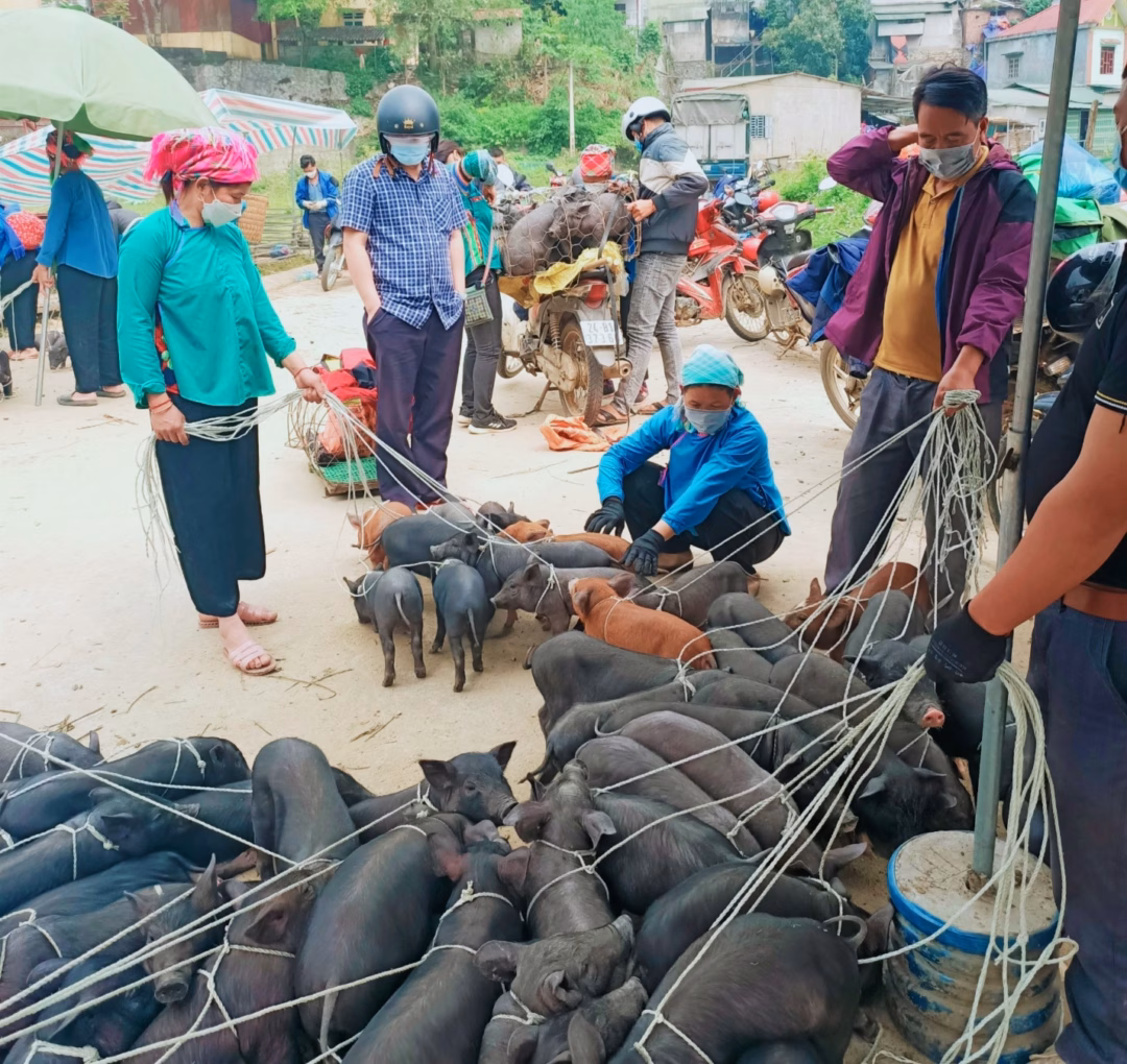 C&aacute;c loại dược liệu v&agrave; sản vật n&uacute;i rừng tại chợ Mường Khương