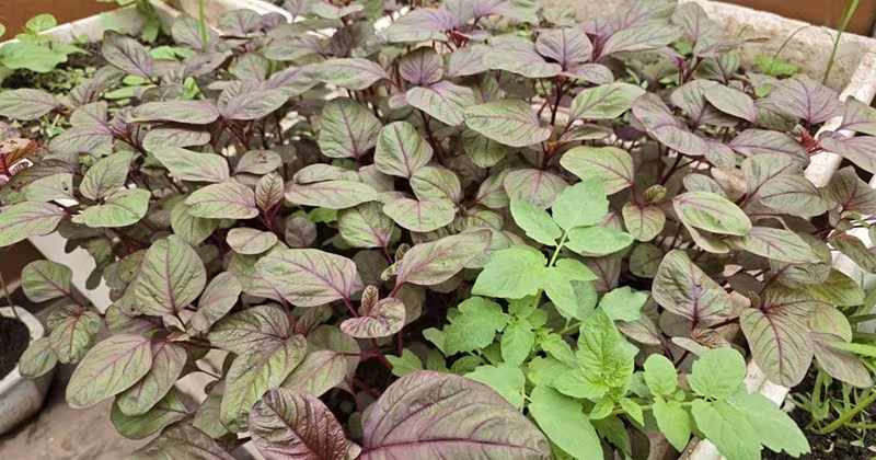 Kỹ Thuật Trồng Rau Dền Trên Sân Thượng Luôn Xanh Mướt, Thu Hoạch Liên Tục