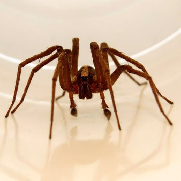 Lo&agrave;i nhện Ctenus captiosus tại N&uacute;i Cấm