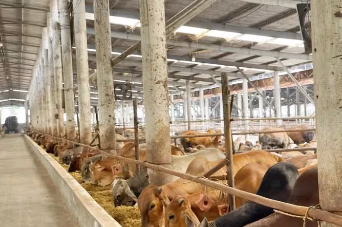 Chuyển dịch chăn nuôi sang mô hình trang trại quy mô lớn và công nghệ cao