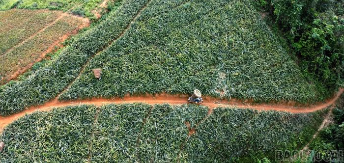 Đường đất hẹp chỉ vừa một chiếc xe m&aacute;y