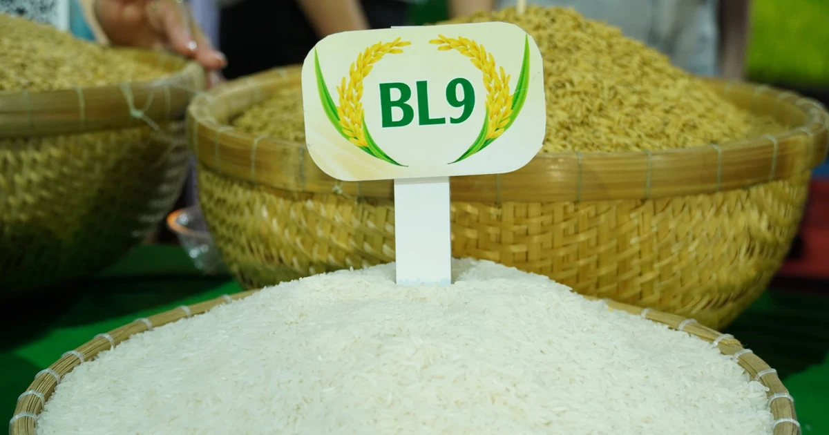 Gạo BL9: “Vị vua” mới của vùng gạo ngon Đồng bằng sông Cửu Long