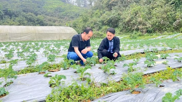 M&ocirc; h&igrave;nh trồng rau cải kale gi&aacute; trị cao tại L&ugrave;ng Ph&igrave;nh, L&agrave;o Cai