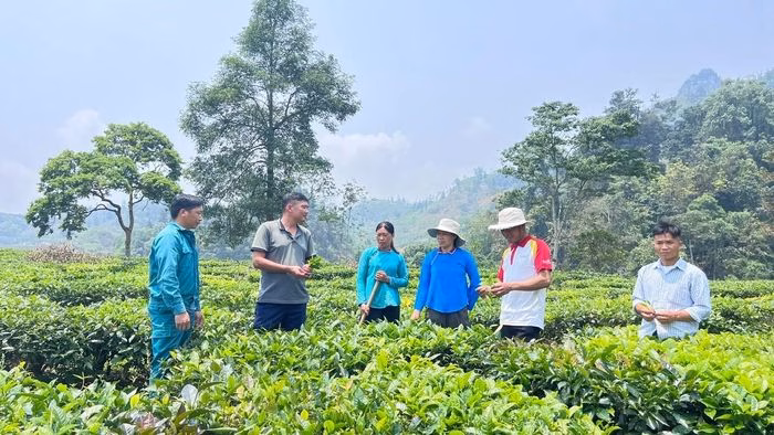 Quy hoạch v&ugrave;ng sản xuất h&agrave;ng h&oacute;a tập trung tại L&agrave;o Cai giai đoạn 2026-2030