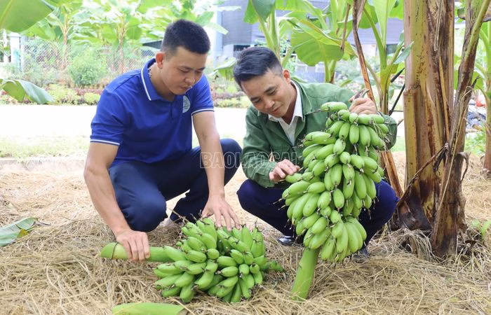 V&ugrave;ng trồng chuối ngự cho thu nhập cao tại x&atilde; Bảo H&agrave;