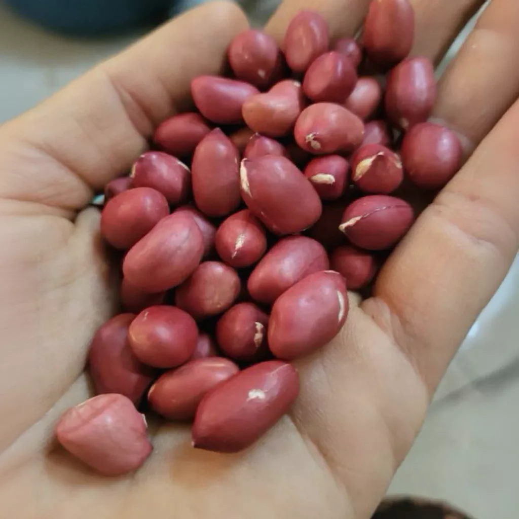 Lạc đỏ sống – Món ăn vặt quen thuộc nhưng đã biết cách chọn loại tốt nhất chưa?