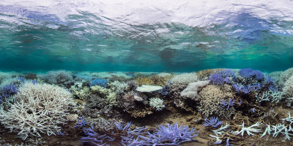 San hô bị tẩy trắng (Ảnh: Ocean Image Bank)