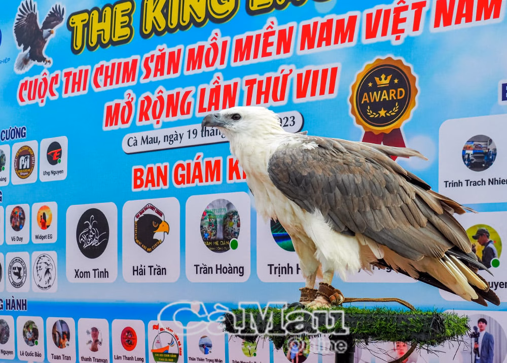 Cà Mau có câu lạc bộ Chim săn mồi đầu tiên Chim săn mồi của thành viên câu lạc bộ Chim săn mồi tỉnh Cà Mau trước giờ thi đấu.