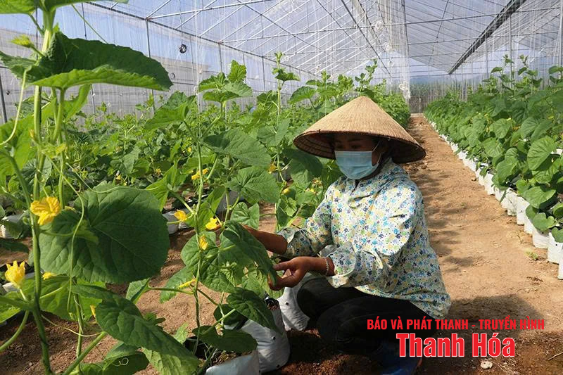 Nâng cao thu nhập cho người dân nhờ phát triển kinh tế địa phương Người dân xã Thường Xuân áp dụng khoa học kỹ thuật vào sản xuất dưa Kim Hoàng hậu trong nhà màng, nhà lưới mang lại hiệu quả kinh tế cao.