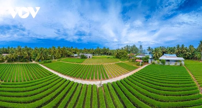 C&aacute;nh đồng hẹ xanh mướt Giồng Bắc Vĩnh Long