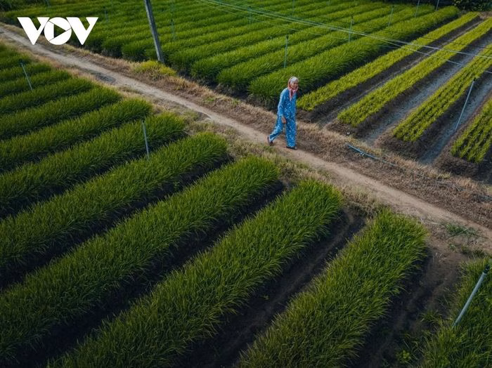 Gi&aacute; b&aacute;n hẹ tại Giồng Bắc Vĩnh Long