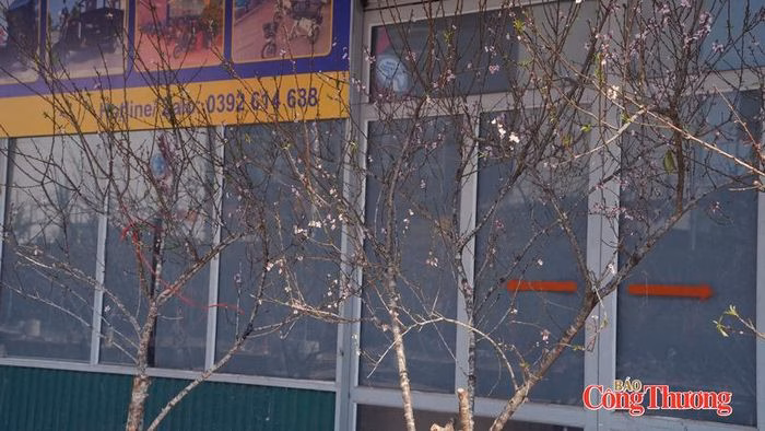Giá hoa Tết năm nay có gì đặc biệt? Hoa đào bắt đầu xuất hiện trên phố Hà Nội