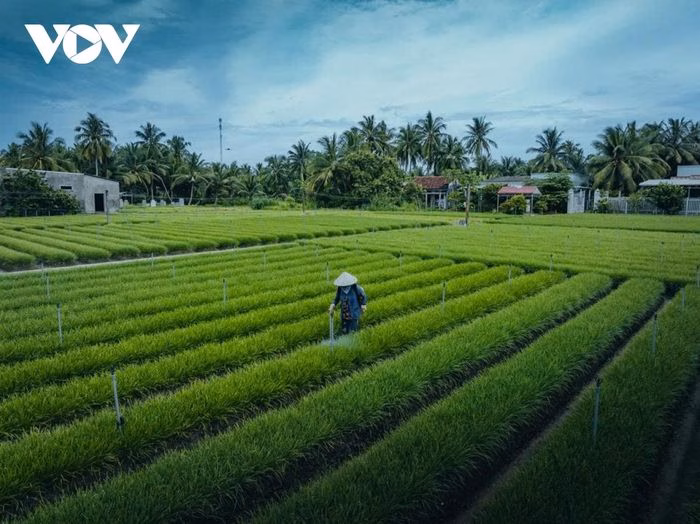 Kỹ thuật xoay v&ograve;ng trồng hẹ Giồng Bắc