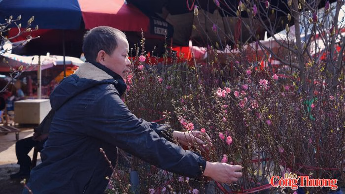 Tết Nguyên đán Bính Ngọ 2026 Người bán chăm chút từng cành đào để khách hàng được đẹp nhất