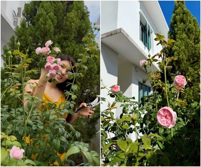 &Ocirc;ng x&atilde; tạo điều kiện để Ngọc Anh c&oacute; một vườn hoa hồng nhỏ ngay tại nh&agrave;