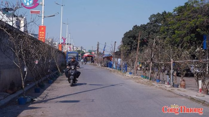 Thị trường hoa Tết Hà Nội bắt đầu “vào mùa” Thị trường hoa Tết Hà Nội vào mùa