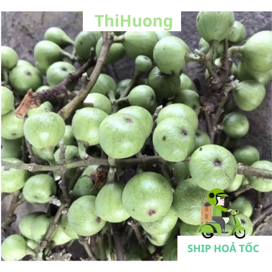 Mua quả sung tươi về nhưng không biết cách bảo quản để giữ tươi ngon lâu dài? Tôi đã làm sai điều này đến hơn 1 năm rồi!