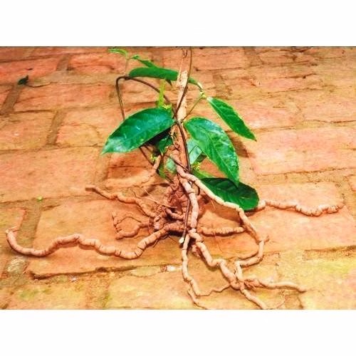 Vì sao cây ba kích tím Quảng Ninh lại được ưa chuộng và làm thế nào để chọn giống khỏe mạnh?