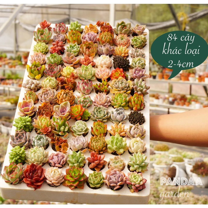 Làm thế nào để Sen Đá Mini không bị chết sau vài ngày mua về?