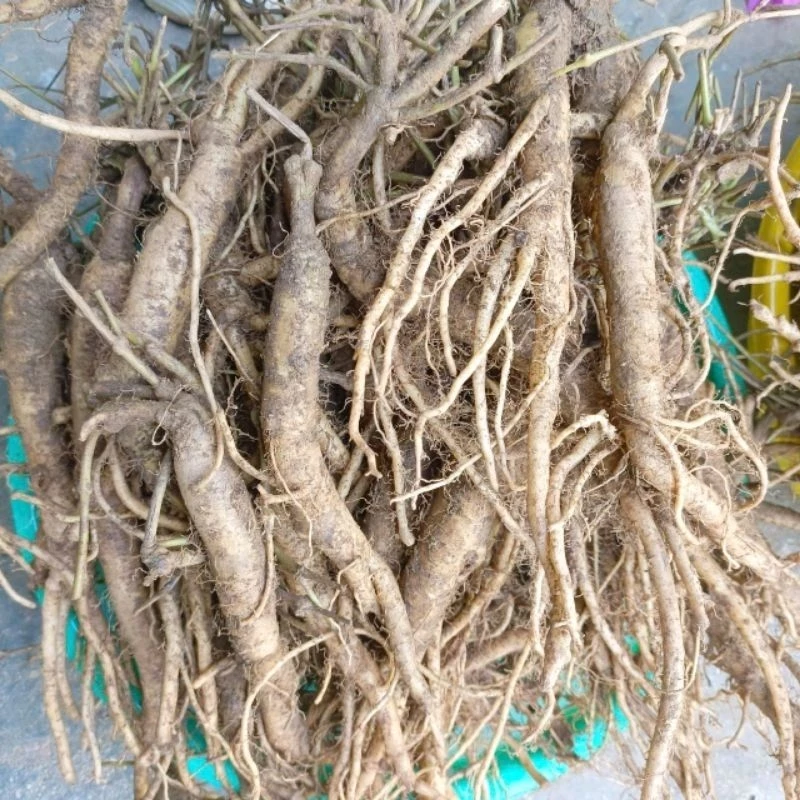 Sâm dây ngọc linh tươi – Mua về đừng bỏ ngay vào tủ lạnh nếu bạn không muốn mất đi hương vị đặc trưng