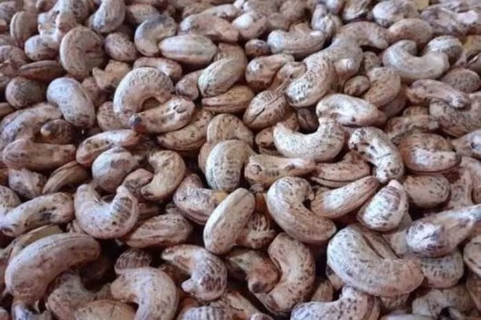 Hạt điều Việt Nam chạm mốc 5 tỷ USD: Bứt phá, thị trường Trung Quốc dẫn đầu