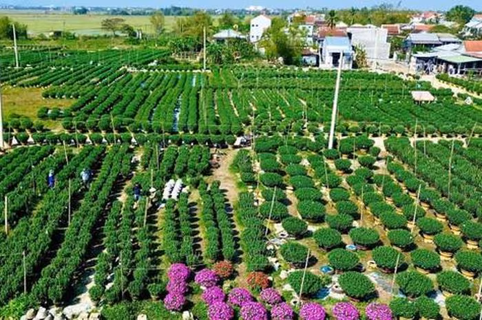 Làng hoa Tết Huế: Hồi sinh mạnh mẽ sau bốn trận lũ 2025‑2026