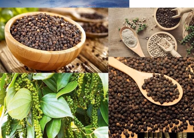 Đài Loan – Đông Nam Á: Tăng cường hợp tác trong năm 2023 Hiệp hội Hồ tiêu kiến nghị bỏ thuế VAT vì thu chỉ 55 tỷ, hoàn đến 2.135 tỷ đồng