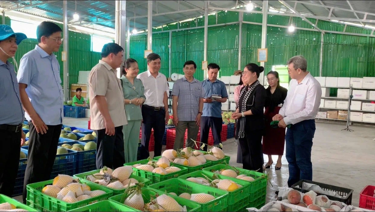 Khánh Hòa: Chuyển đổi số giúp nông sản tiếp cận thị trường nhanh hơn Tỉnh Khánh Hòa có nhiều nông sản có giá trị kinh tế cao tại miền núi